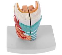 Modèle De Gorge Modèle De Gorge Anatomiquement Précis - Anatomie Du Pharynx Laryngé Humain Outil De Formation Pédagogique Pour Les Écoles Les Hôpitaux Et L'Enseignement