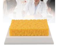 Modèle de graisse corporelle en silicone, 1 ou 5 lb, pour formation,1lb