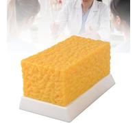 Modèle de graisse corporelle en silicone, 1 ou 5 lb, pour formation,5lb
