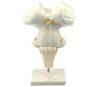 Modèle De Grossissement du Tronc Cérébral Modèle De Tige Cérébrale Humaine Modèle Anatomique De Tige Cérébrale Équipement D'expérimentation Biologique