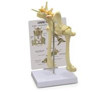 Modèle de Hanche Canine avec fémur for l'enseignement des articulations Malades Canines Modèle d'articulation de la Hanche Canine Réplique de l'anatomie du Corps Animal du Bassin du Chien