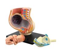Modèle de Humain Modèle de Anatomie Ensembles De Modèles De Section De Bassin Pour Femmes Enceintes, Avec Fœtus Assemblé, Tissu Fœtal Maternel Provenant De L'utérus Modèle Anatomique Modèle d'Anatomie