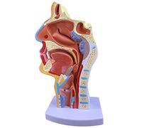 Modèle de la bouche du nez et de la gorge - Ésophage et des voies respiratoires - Anatomie de la gorge - Modèle d'anatomie humaine normale - Cavité buccale nasale et Pharynx et Larynx (pathologique)