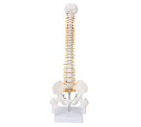 Modèle de la colonne vertébrale, modèle anatomique de la colonne vertébrale, modèle de la colonne vertébrale Modèle anatomique de la vertèbre caudale de la colonne vertébrale flexible avec nerfs rachi