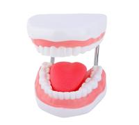 Modèle De Langue Dents Anatomiques Agrandies Modèle D'anatomie Des Dents Humaines Avec Langue Amovible Pour La Démonstration En Classe Pratique L'école Dentaire