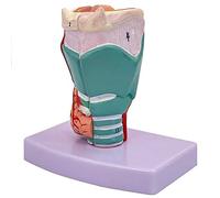 Modèle de larynx 3D Modèle anatomique du larynx 1: 1, modèle de gorge anatomiquement précis avec des couleurs et des textures étiquetées numériques et réelles pour la démonstration pédagogique et