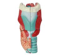 Modèle de Larynx Humain, 5 Parties détachables, modèle de Gorge Humaine agrandi 2X, Montre Les détails des Plis vocaux et des Voies respiratoires, for l'étude, la démonstration