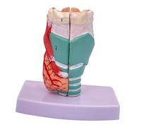 Modèle de larynx humain à l'échelle 1:1 avec base, modèle anatomique de gorge pour l'éducation médicale, aide pédagogique à la démonstration de cordes vocales (30 x 15 x 14 cm)