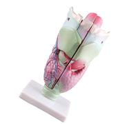 Modèle de larynx humain élargi Nasopharynx Laryngopharynx Fournitures d'aide à l'enseignement Fournitures anatomiques élargies humaines