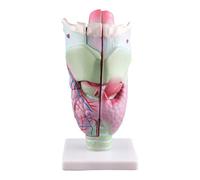 Modèle de larynx humain - Outil d'enseignement des organes humains - Modèle anatomique élargi pour étudiants - Fournitures d'enseignement anatomique élargi