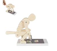Modèle de levage du corps humain pour démonstration musculaire et colonne vertébrale, outil pédagogique pour fitness et physiothérapie