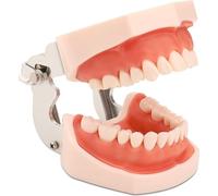 Modèle de mâchoire avec dents amovibles Faruijie Dental Typodont et gencives souples, pour l'apprentissage des étudiants
