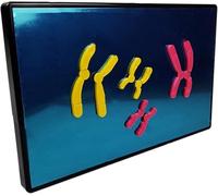 Modèle de méiose de cellules animales, changements chromosomiques au cours du composant du modèle de méiose, modèles de cycle cellulaire biologique, pièces de chromosomes roses et jaunes