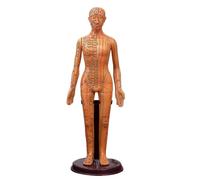 Modèle de méridiens homme/femme, médecine chinoise, 52 cm/40 cm, modèle d'acupuncture du corps humain, appareils d'enseignement médical(Gold Woman 40CM)