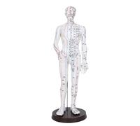 Modèle de méridiens homme/femme, médecine chinoise, 52 cm/40 cm, modèle d'acupuncture du corps humain, appareils d'enseignement médical(White Man 52CM)