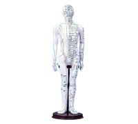 Modèle de méridiens homme/femme, médecine chinoise, 52 cm/40 cm, modèle d'acupuncture du corps humain, appareils d'enseignement médical(White Man 40CM)