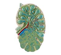 Modèle de microstructure de ganglion lymphatique, modèle anatomique agrandi de ganglion lymphatique humain, vaisseaux lymphatiques coupés longitudinalement montrant la structure de la
