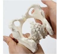 Modèle de mini-pelvis, modèle de squelette, modèle de bassin féminin sur os élastique, hanche mobile et pelvien, outils pédagogiques de rotation pliables, modèle d'anatomie for sage-femme, étudiante e