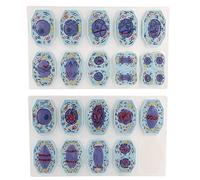 Modèle de mitose cellulaire animale et méiose, étapes de division élargies 3D, kit anatomique de 19 pièces, PVC durable pour démonstrations de biologie en classe