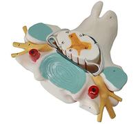 Modèle de moelle épinière cervicale - Modèle anatomique éducatif pour l'anatomie des organes humains, l'élargissement du nerf rachidien pour l'entraînement médical et l'éducation