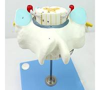 Modèle de moelle épinière cervicale, modèle d'anatomie éducative pour affichage de cours de science, outil d'apprentissage de l'anatomie des organes humains