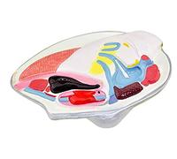 Modèle de moule de rivière, modèle anatomique animal, matériau en PVC, modèle d'anatomie animale junior lycée, démonstration de biologie de la recherche médicale, enseignement pour démonstration