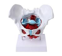 Modèle de muscle du plancher pelvien du bassin féminin Utérus Ovaire Ressources pédagogiques E Modèles pédagogiques