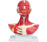 Modèle de muscle humain - Modèle anatomique d'entraînement de la tête, du cou et de la poitrine pour l'éducation et l'entraînement du visage en micro plastique