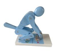 Modèle de musculation for le corps humain, démonstration de la force de la colonne vertébrale, flexion du corps, modèles pédagogiques for la protection de la colonne lombaire(Blue)