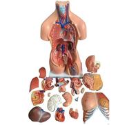 Modèle de musculature de luxe du corps humain, 23 pièces amovibles, modèle d'organes éducatifs de 85 cm, torse anatomique grandeur nature, poupée unisexe, torse médical pour étudiants en médecine, é