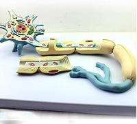 Modèle De Neurone, Structure D’Un Neurone Typique en 2 Parties, 2500x, Nerfs Cérébraux Médicaux Modèle Humain Atomique