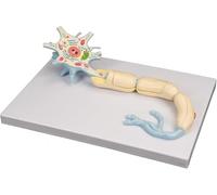 Modèle de neurone Vision Scientific agrandi 2500x Corps cellulaire d'un neurone Moteur,Diorama, nerfs du Cerveau, modèle Anatomique Humain Outil pédagogique for Le Laboratoire