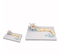 Modèle de neurones à l'échelle, modèle de Mise à l'échelle de la Structure des Fibres nerveuses du Corps des cellules des neurones, modèle d'enseignement de l'anatomie Biologique,