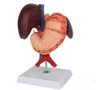 Modèle De Pancréas Du Duodénum Hépatique Grandeur Nature À Usage Éducatif | Modèle anatomique en PVC de haute qualité for l'enseignement et l'apprentissage des organes digestifs.