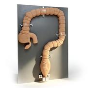 Modèle de pathologie colique à l'échelle 1:1 - Simulateur de train de sigmoïdoscopes pour l'examen coloscopique, modèle d'intestin pour l'enseignement médical, l'étude et la présentation