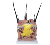 Modèle de pathologie cutanée Canine modèle Anatomique médical de Peau Animale, modèle Anatomique de Peau de Chien enseignement vétérinaire for la bioéducation et la Recherche médicale Animale