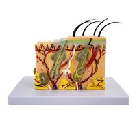 Modèle de peau 35X, modèle anatomique pour l'étude des soins de santé, structure détaillée de la peau humaine avec 25 repères, PVC, 7,7 x 4,6 x 6,3 in / 19,5 x 11,6 x 16 cm