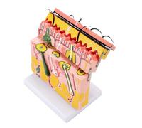 Modèle de peau avec poils 70X Modèle anatomique de la structure humaine Anatomie pour l'apprentissage en classe de science