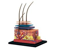 Modèle de peau humaine 4D 3X, organes capillaires, puzzle d'assemblage, mannequin d'enseignement scientifique anatomique