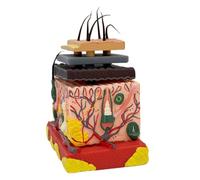 Modèle de peau humaine 4D - Structure de couche de cheveux anatomique - Tissu grossissant anatomique - Tissu médical