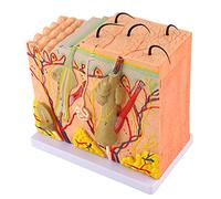 Modèle de Peau,Modèle Anatomique Agrandi 50X Anatomie Modèle de Structure Tissulaire Agrandie de la Peau Humaine avec Cheveux pour L'apprentissage en e Sciences Affichage