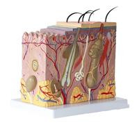 Modèle De Peau, Modèle De Peau D'anatomie Tridimensionnelle, Élargi 50x, Pour L'étude En Classe, Affichage, Enseignement