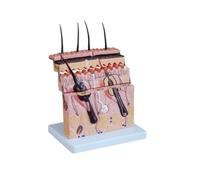 Modèle de Peau Structure de la Peau modèle d'agrandissement hiérarchie du modèle Anatomie Micro Chirurgie Plastique enseignement médecine esthétique