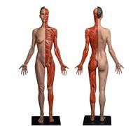 Modèle de Peinture de modèle Anatomique de Squelette de Muscle Humain - 23,6 Pouces Figure d'anatomie féminine Mannequin d'art Modèle de Figure d'anatomie de Muscle squelettique féminin - Ré