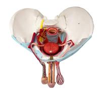 Modèle De Pelvis Masculin Avec Organes Démontables, 11 Pièces, 1:1