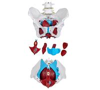 Modèle de périnée du bassin féminin avec organes amovibles, anatomie humaine, os, modèle anatomique musculaire 1: 1 et utérus, vagin, ovaire, vessie, rectum médical anatomique pour l'enseignement de l