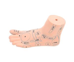 Modèle de Pied D’acupuncture Unique 19cm en Vinyle pour Enseignement | Référence Visuelle Claire, Usage Facile, pour École Infirmière et Formation Clinique, Aide à Comprendre les Points