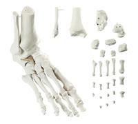 Modèle De Pied Droit Humain, Avec Tibia Et Péroné | Modèle Anatomique De Pied EVOTECH SCIENTIFIC Pour L'Enseignement Et La Démonstration En Anatomie, Taille Réelle 1:1