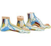 Modèle de pied en trois parties grandeur nature, modèles d'anatomie pathologique du pied, comprenant pieds plats, pieds creux et pieds normaux, à des fins pédagogiques et d'exposition.