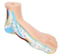 Modèle de pied humain,Modèle de pied,Modèle de pied 1:1,Modèle de pied pour adultes,Modèle de pied normal,Modèle de pied pour l'enseignement